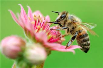 Las abejas melíferas son los insectos más importantes en la función de la polinización