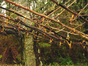 El atado es una operación necesaria en el tipo de parra que se cultiva en Galicia