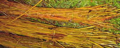 Bimbios bravos en fresco