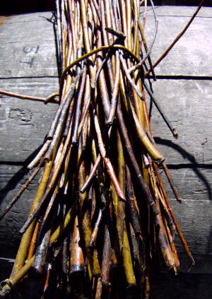 Bimbios bravos tras unos días al sol