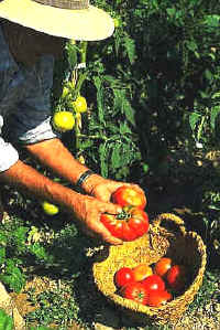 Alimentos biológicos, tomates