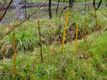 Estaquillado de unos esquejes de bimbios (chantóns)