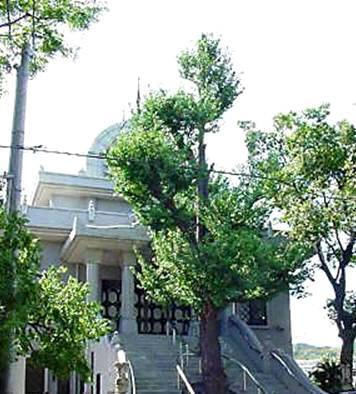 Árbol de Ginkgo Biloba
