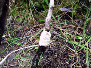 Injerto de cuña o hendidura