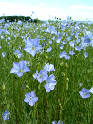 cosecha del lino, textil