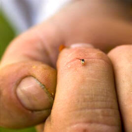 Picadura de abeja, aguijón