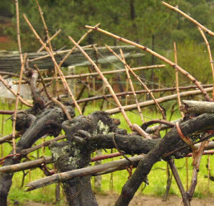 Varas de Retinto (Sousón) podadas con 5 a 6 ojos