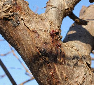 Bacteriosis en kiwi, ocasionado por Pseudomonas syringae&nbsp;pv.&nbsp;actinidiae