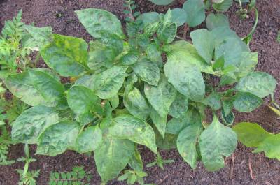 Unas plantas de pimientos infectadas con virus TSWV