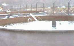 aclimat_salmones.jpg (5222 bytes)