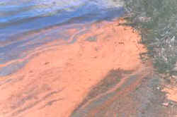 artemia_acumulada.jpg (8208 bytes)