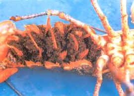 bogavante_ovado.jpg (11011 bytes)