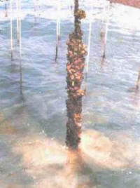 cuerda_mejillon.jpg (17592 bytes)