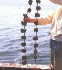 cuerda_ostras.jpg (14527 bytes)