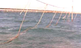 cuerdas_colect_mejillon.jpg (7712 bytes)