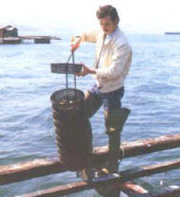 cultivo_ostras_caja.jpg (13366 bytes)