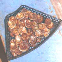 cultivo_ostras_caja2.jpg (14584 bytes)