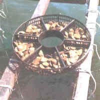 cultivo_ostras_caja3.jpg (14578 bytes)