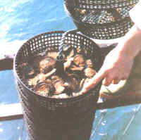 cultivo_ostras_caja4.jpg (14511 bytes)