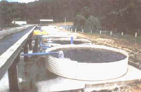 cultivo_salmon.jpg (9884 bytes)