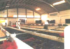 depurac_mejillon.jpg (10957 bytes)