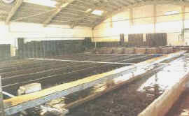 depurac_mejillon2.jpg (9551 bytes)