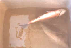 dorada_anestesiada.jpg (4977 bytes)