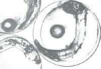 embriones_dorada.jpg (7784 bytes)