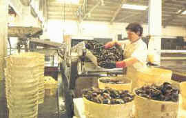 envasado_mejillon.jpg (10902 bytes)