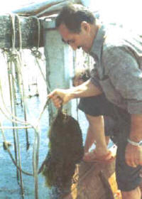 fijacion_mejillon2.jpg (19375 bytes)