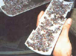 fijacion_orejas_mar.jpg (11421 bytes)