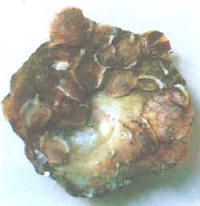 fijacion_ostra_concha.jpg (11179 bytes)