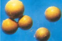 huevos_artemia.jpg (6113 bytes)