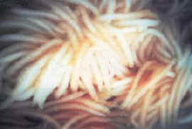 huevos_calamar.jpg (7694 bytes)