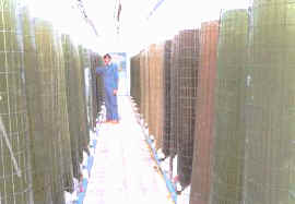 invernad_fitoplancton.jpg (9354 bytes)