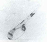 larva_dorada.jpg (2499 bytes)