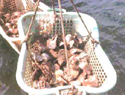 ostiones.jpg (13515 bytes)