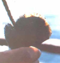 ostra_plana.jpg (7370 bytes)