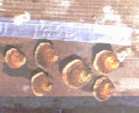 ostra_plana2.jpg (11351 bytes)