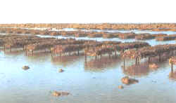 parque_ostiones.jpg (7924 bytes)