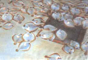 rodab_estanq_cemento.jpg (9318 bytes)