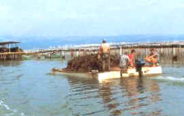 viveros_fijos_mediterr.jpg (8069 bytes)