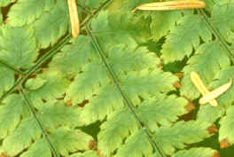 Hojas verdes en el centro y amarillentas en los bordes puede ser indicativo de la falta de boro