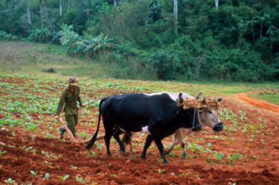 El arado apenas ha sufrido variaciones desde el primitivo arado romano, salvo en que la tracción animal ha sido sustituida por la tracción mecánica