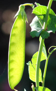 El cultivo de leguminosas, además de fijar el nitrógeno en el suelo, mejora su drenaje tras la descomposición