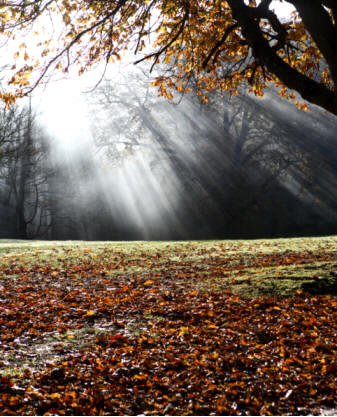 Los abonos orgánicos pueden proceder del humus que forman las bacterias y otros organismos descomponedores de los vegetales muertos que se van acumulando en la superficie de los suelos, tales como hojas, hierbas, ramas...