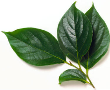 Las plantas bien nitrogenadas suelen mostrar partes herbáceas de color verde oscuro y de aspecto muy saludable