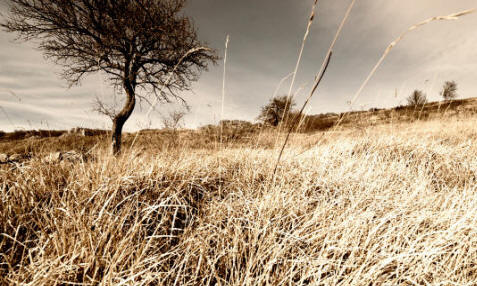 Los suelos en barbecho inician una sucesión vegetal, al quedar al arbitrio de la naturaleza. Si no se reanudasen las labores agrícolas en muchos años, terminaría con el tiempo estableciéndose un clímax vegetal