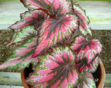 La Begonia rex es una planta con una sorprendente capacidad de reproducción, puede desarrollar raíces, y por tanto nuevos ejemplares, a partir de trozos de sus hojas dispuestos sobre tierra húmeda