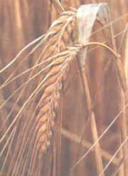 La mejora vegetal de muchas especies silvestres de gramíneas, concluyeron en productos hoy en día básicos para la alimentación humana y animal